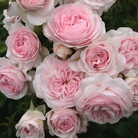 Larissa® rose