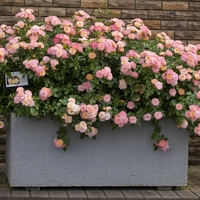Peach DRIFT® Meiggili
