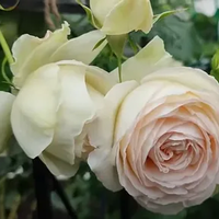 Palais Royal - White Eden Rose®