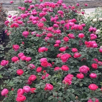 Gartenprinzessin Marie-José® - предварителна поръчка