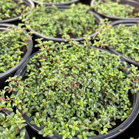 Пълзяща мащерка