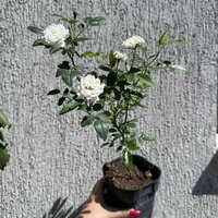 Бордюрна роза