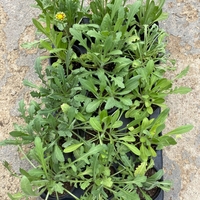 Гайлардия /Gaillardia/