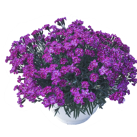 Каскаден ароматен карамфил