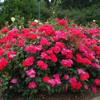 Rosa 'Radtko' DOUBLE KNOCK OUT®