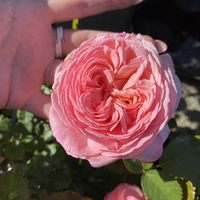 EDEN ROSE® Meiviolin/ GPT. EDEN ROSE Pierre De Ronsard ®