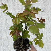 EDEN ROSE® Meiviolin/ GPT. EDEN ROSE Pierre De Ronsard ®