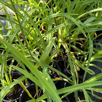 Хемерокалис (Hemerocallis)