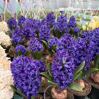 Зюмбюл Blue Jacket в саксия - единичен