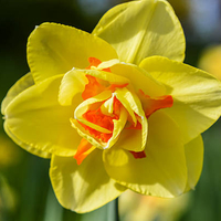 Нарцис Tahiti в саксия