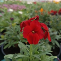 Шибой - Sugar Rush Mix