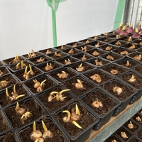 Минзухар Flower Record