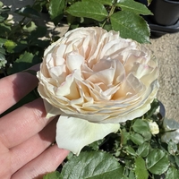 Palais Royal - White Eden Rose®