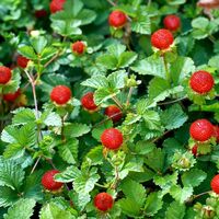 Декоративна ягода – Duchesnea indica (Индийска ягода, Фалшива ягода)
