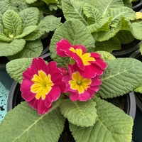 Едроцветна иглика - XL Mid Early Mix