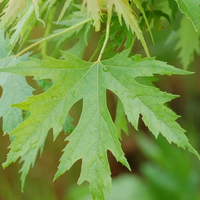 Канадски клен (Acer saccharinum)