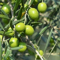 Маслина (Olea europaea)