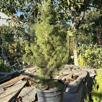 Picea glauca 'Conica' – Декоративен смърч Коника (джудже)