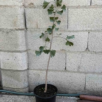 Гинко билоба (Ginkgo biloba)