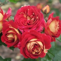 BOLSHOI® Meizuzes