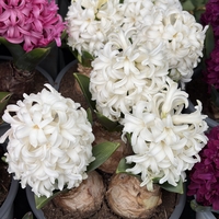 Зюмбюл White Pearl в саксия - единичен