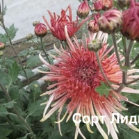 Бългрски хризантеми - различни сортове