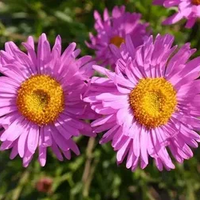 Алпийска астра /Aster alpinus/ - Happy end pink