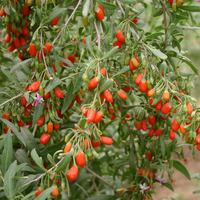 Годжи бери (Lycium barbarum)