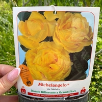 MICHELANGELO ® Meitelov