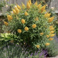 Будлея 'Sungold' Buddleja × weyeriana 'Sungold'