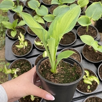 Хоста /Hosta/ - Hosta Remember Me