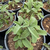 Салвия / Salvia forte imp.