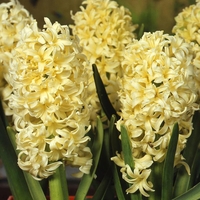 Зюмбюл City of Haarlem в саксия - единичен