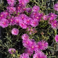 Delosperma cooperi – Делосперма Купера