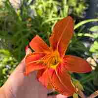 Хемерокалис (Hemerocallis)