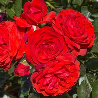 Scarlet BONICA® Meiscarlebo