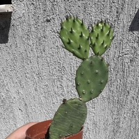 Опунция (Opuntia)