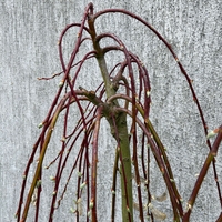 Плачеща върба – Salix caprea 'Kilmarnock'