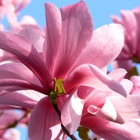 Магнолия „Galaxy“ (Magnolia × soulangeana ‘Galaxy’)