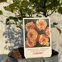 Cubana ® Rose