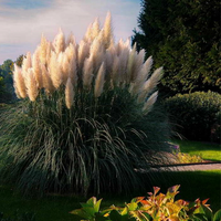 Декоративна трева Кортадерия – Бяла (Cortaderia)
