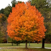 Канадски клен (Acer saccharinum)