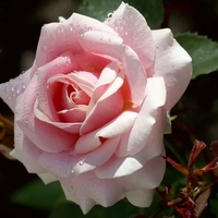 FREDERIC MISTRAL® Meitebros