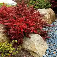 Берберис (Berberis thunbergii 'Atropurpurea')