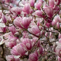 Магнолия Soulangeana (Magnolia × soulangeana)