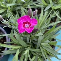 Каскаден ароматен карамфил