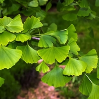Гинко билоба (Ginkgo biloba)