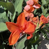 Кана / Canna CANNOVA