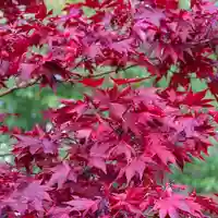 Японски клен ‘Atropurpureum’ (Acer palmatum Atropurpureum)