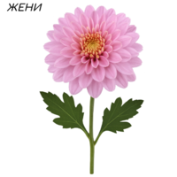 Бългрски хризантеми - различни сортове